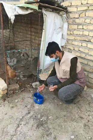 واکسیناسیون بیش از ۳۰هزارقطعه پرنده خانگی در برابر بیماری نیوکاسل