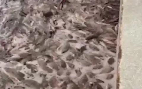 تیلاپیایی که در گاز co به مرز خفگی می رسد