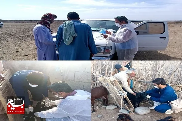 آغاز واکسیناسیون ۲ میلیون رأس دام سبک سیستان و بلوچستان علیه طاعون