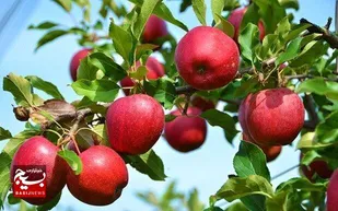 همه آنچه که باید درباره سیب&zwnj;های استان خراسان شمالی بدانید