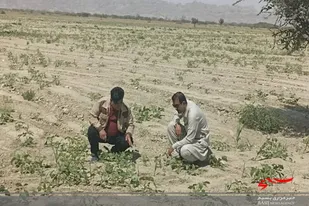 در تعطیلات نوروزی رصد و پایش ملخ&zwnj;صحرایی در سیستان و بلوچستان ادامه دارد