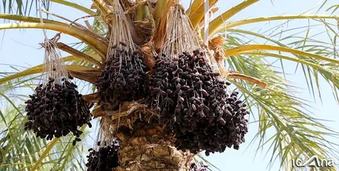 نخلستان‌های جنوب کرمان در تصرف سوسک حنایی خرما