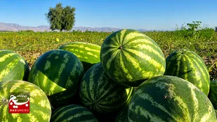 برداشت ۴۵۰۰۰ تُن هندوانه از مزارع پارس&zwnj;آباد