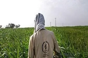 رزمایش هوشمندسازی کشاورزی با شروع فصل زراعی جدید در فارس