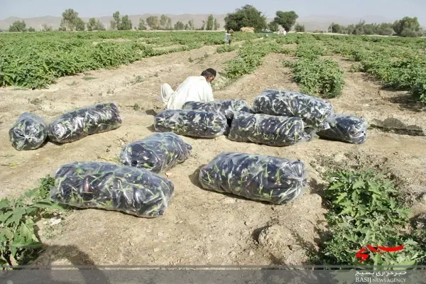 کشت بادمجان در ۱۵۰ هکتار از مزارع راسک آغاز شد