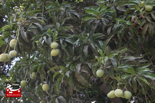 برداشت انبه در سیستان و بلوچستان آغاز شد