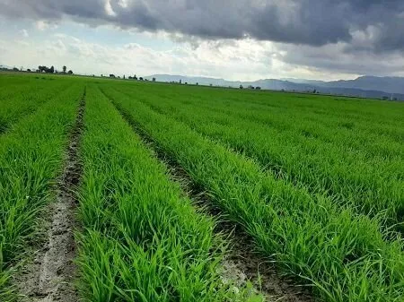 مدیر زراعت جهاد کشاورزی استان: حدود ۹۷ درصد برنامه کشت آبی خوزستان محقق شده است