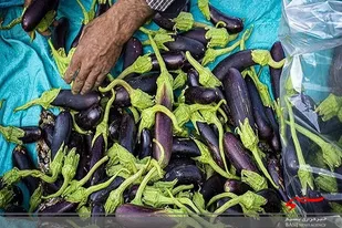 صادرات ۲۵۳ تن بادمجان گلخانه&zwnj;ای خاش به خارج از کشور