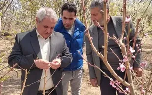 خسارت 11500 میلیارد ریال سرمازدگی به محصولات کشاورزی مرند