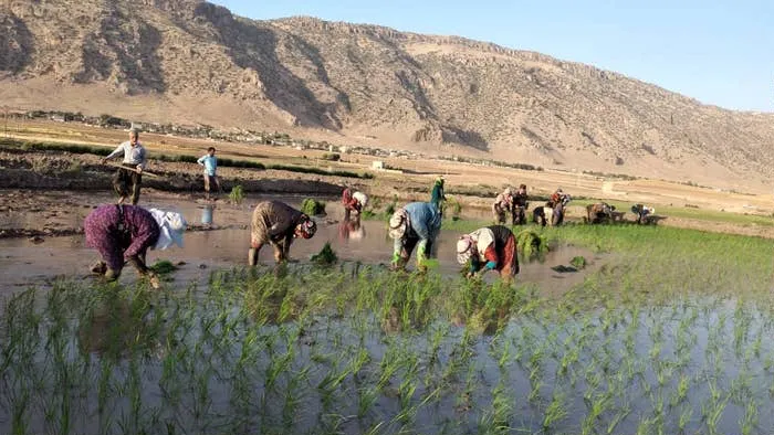 مشارکت فعال گروه جهادی پایگاه فاطمیه(س) زنجیره سفلی در نشاکاری جوانه های برنج