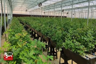 صادرات محصولات گلخانه ای خاش به روسیه