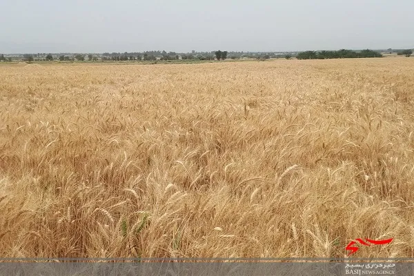 برداشت محصول گندم، ٣۵٠٠ هکتار از گندمزارهای شهرستان ایرانشهر