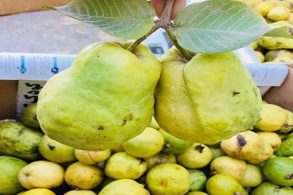 برداشت گواوا در جنوب سیستان و بلوچستان آغاز شد