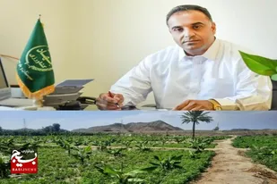 افزایش ۲۰۰ هکتاری موزستان&zwnj;های شهرستان دشتیاری