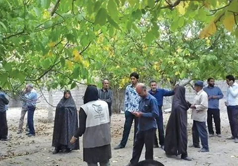 رسيدگی به 400 هكتار باغ گردوی آفـت زده