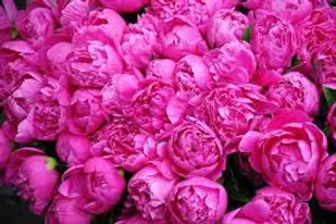 توزیع ۱۴۶۰۰ اصله نهال گل محمدی و پسته در میانه
