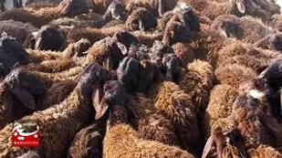 سارقان احشام در مشگین&zwnj;شهر دستگیر شدند