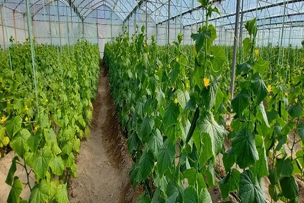 ١٣٢ پروژه بخش کشاورزی سیستان وبلوچستان در هفته دولت افتتاح می‌شود