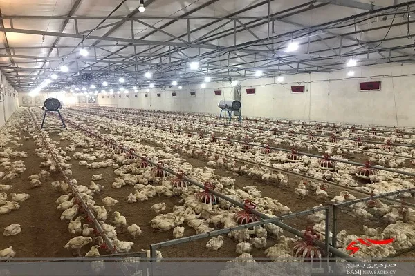 سرمایه گذاری حدود ١٠٠ میلیارد تومان برای توسعه مرغداری در شهرستان لاشار