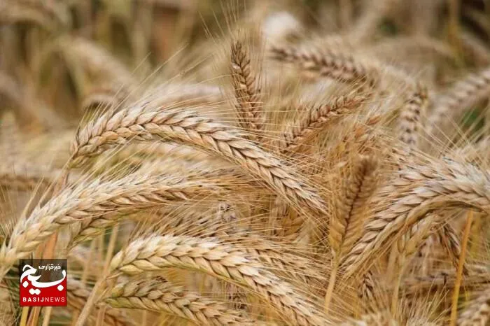 خرید بیش از ۲۶۰ هزار تن گندم از کشاورزان خوزستان