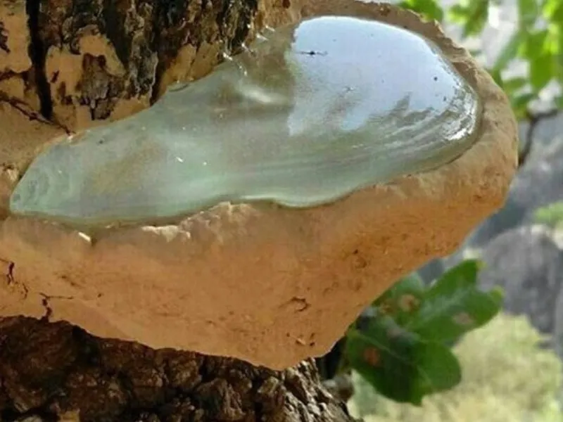 برداشت ۵۰ تن سقز کوهی در استان