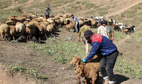 واکسیناسیون 4 هزار راس دام سبک در سردشت با همت گروه های جهادی