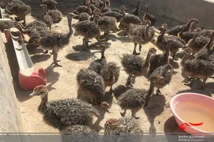 تاکید رئیس سازمان جهاد کشاورزی استان برای راه اندازی کشتارگاه اختصاصی شتر مرغ در منطقه سیستان