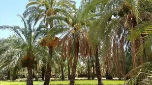 کاهش عملکرد محصول خرما بر اثر شوری آب/ لزوم تبعیت کشاورزان از ممنوعیت کشت شلتوک
