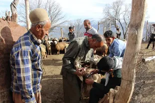 خدمات رسانی جهادی بسیج جامعه کشاورزی سپاه فتح در مناطق دور افتاده /۲۰۰۰ راَس دام در روستای نده واکسینه شدند