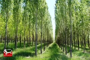 زراعت چوب طرحی برای احیای محیط زیست و اقتصاد/ منتقدان چه می&zwnj;گویند
