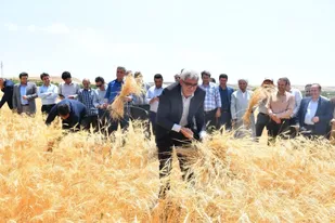 برگزاری آیین شکرگزاری برداشت گندم در شهر خداجوی شهرستان مراغه