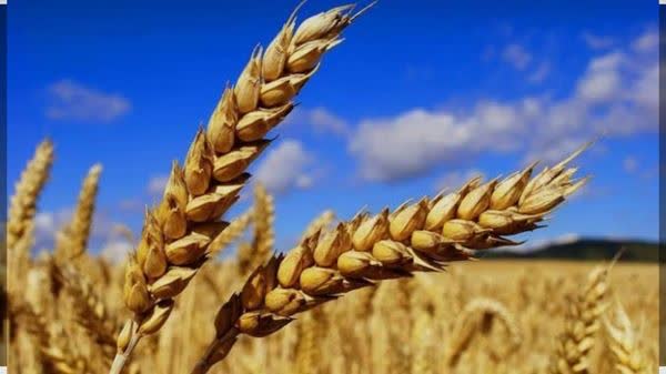 پرداخت ۵۰ درصد مطالبات گندمکاران استان مرکزی