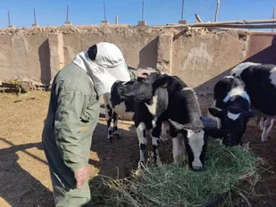 حضور ۳ تیم جهادی تخصصی بسیج مهندسین کشاورزی شاهرود در بیارجمند+ تصاویر