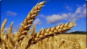 پرداخت ۵۰ درصد مطالبات گندمکاران استان مرکزی