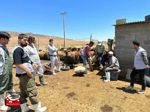 سمپاشی دامداری های مناطق عشایری استان تهران