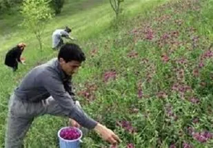 زمینه اشتغال در کردستان با کشت گیاهان دارویی