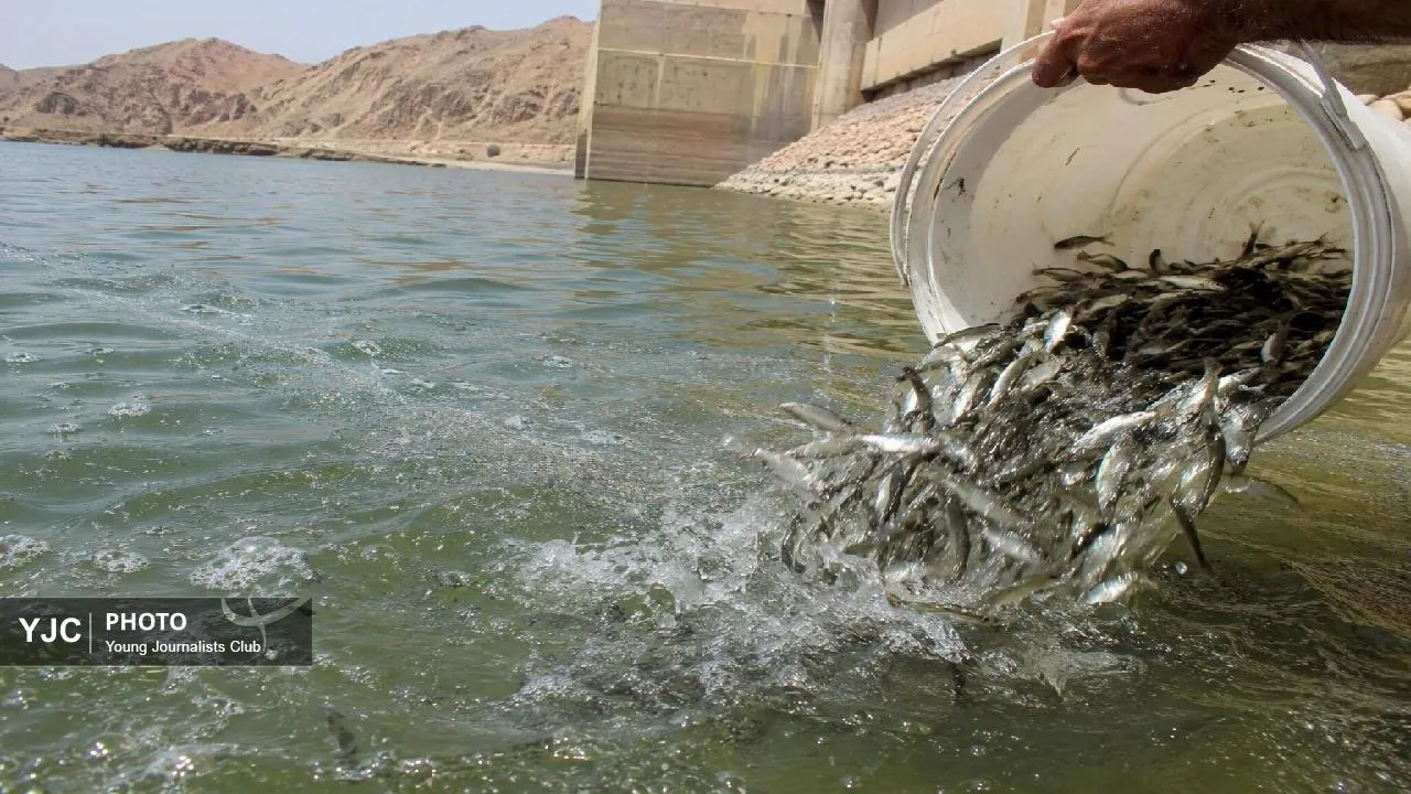 نبض زندگی دوباره در هورالعظیم؛ رهاسازی میلیون‌ها بچه‌ماهی بومی