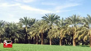 بهره برداری از ۴ طرح آبیاری تحت فشار به وسعت ۳۱۴ هکتار