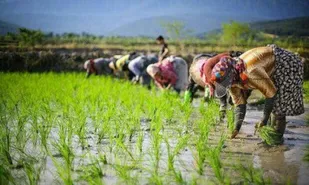 آغاز پوشش 220هزار هکتار از اراضی شالیزاری گیلان در طرح جهش تولید کشاورزی