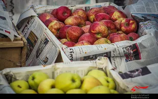 برداشت سیب از باغات خوجین خلخال