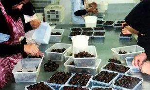 به دنبال حل مسایل و چالش&zwnj;های صنعت خرمای کشور هستیم