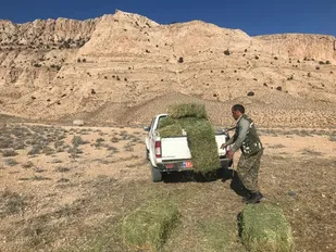 پخش علوفه در مناطق و زیستگاه های مهم حیات وحش خوش ییلاق شاهرود