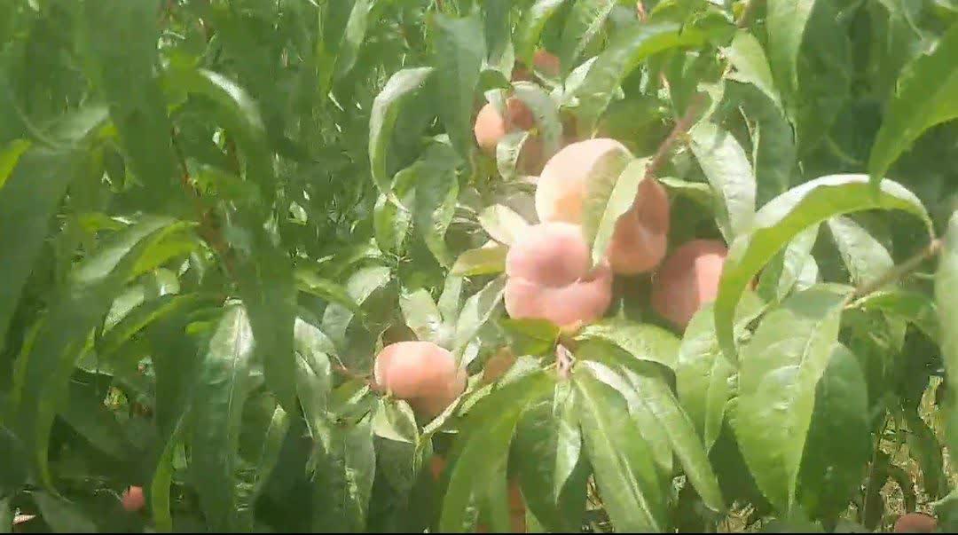 آغاز صادرات هلو از باغات شهرستان مراغه همزمان با فصل برداشت