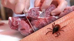 هشدار در رابطه با شیوع بیماری تب کریمه کنگو در آذربایجان شرقی