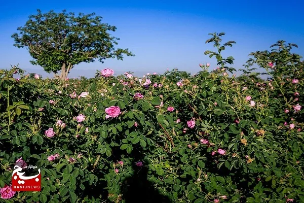۳۰۰ تن گل محمدی در سیستان و بلوچستان برداشت شد