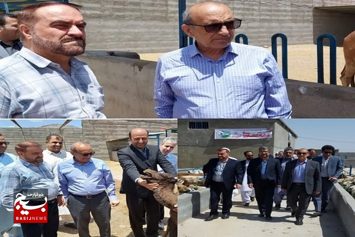 تامین ۵۰ درصد گوشت مورد نیاز کشور از سیستان و بلوچستان تا دو سال آینده اولویت وزارت جهاد کشاورزی