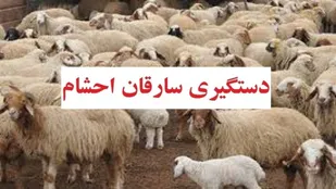 دستگیری باند سارقین سابقه دار احشام درشهرستان جم