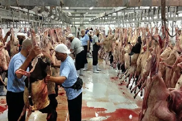 ذبح ۴۱۰ راس دام برای توزیع بین نیازمندان ایلام