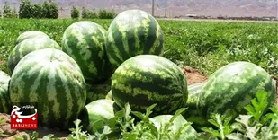 هندوانه روستای پلی لالی به کشورهای مختلف صادر می&zwnj;شود