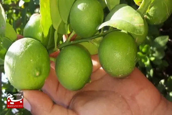 برداشت لیمو ترش در سیستان و بلوچستان آغاز شد